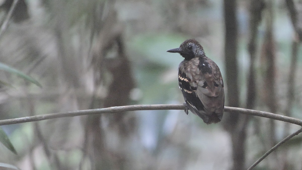 Wing-banded Antbird - ML611483892