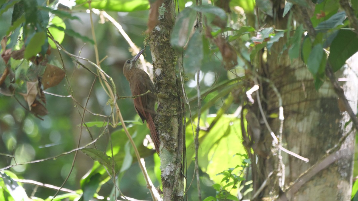 Red-billed Woodcreeper - Micah Riegner