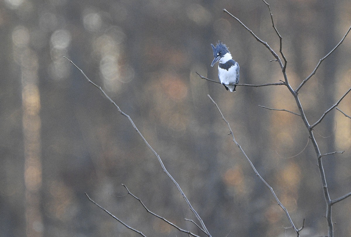 Belted Kingfisher - ML611483973