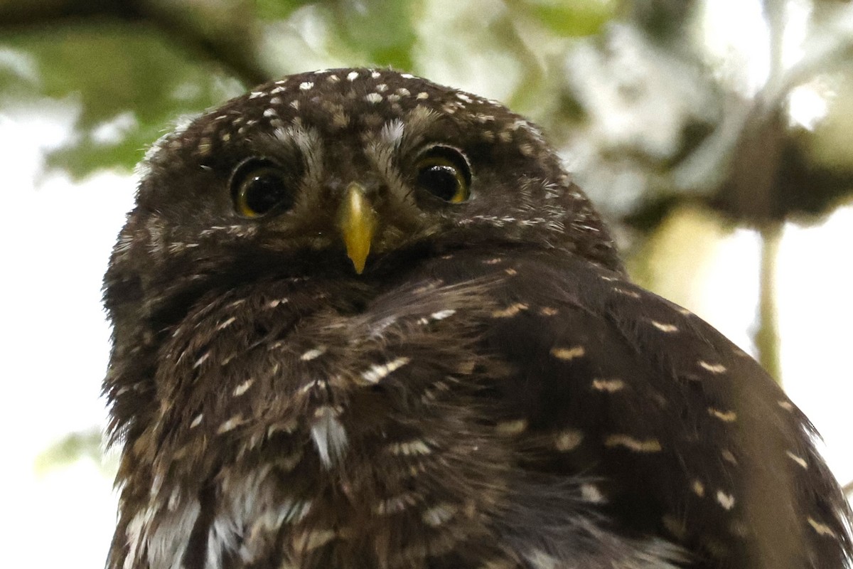 Andean Pygmy-Owl - ML611483987