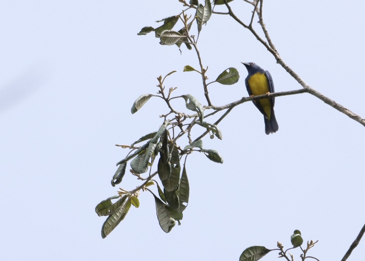 Blue-backed Tanager - ML611484328