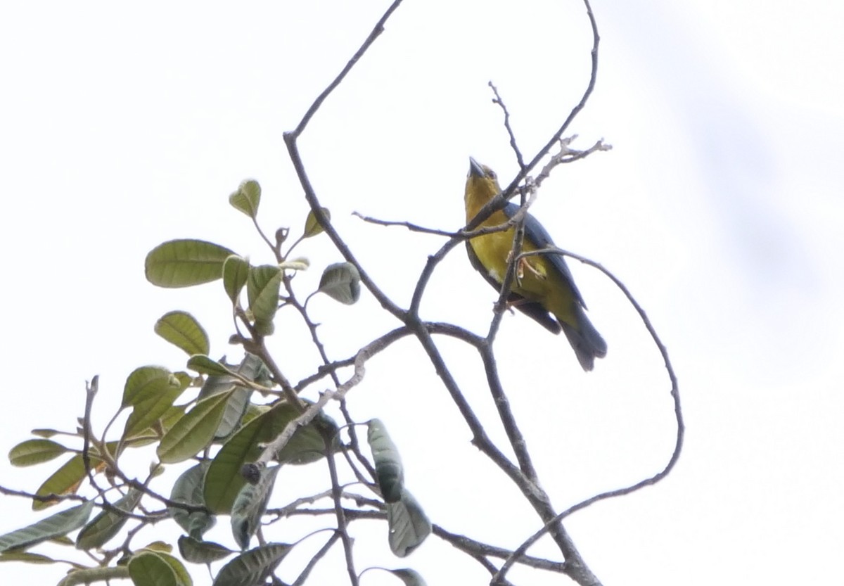 Blue-backed Tanager - ML611484330