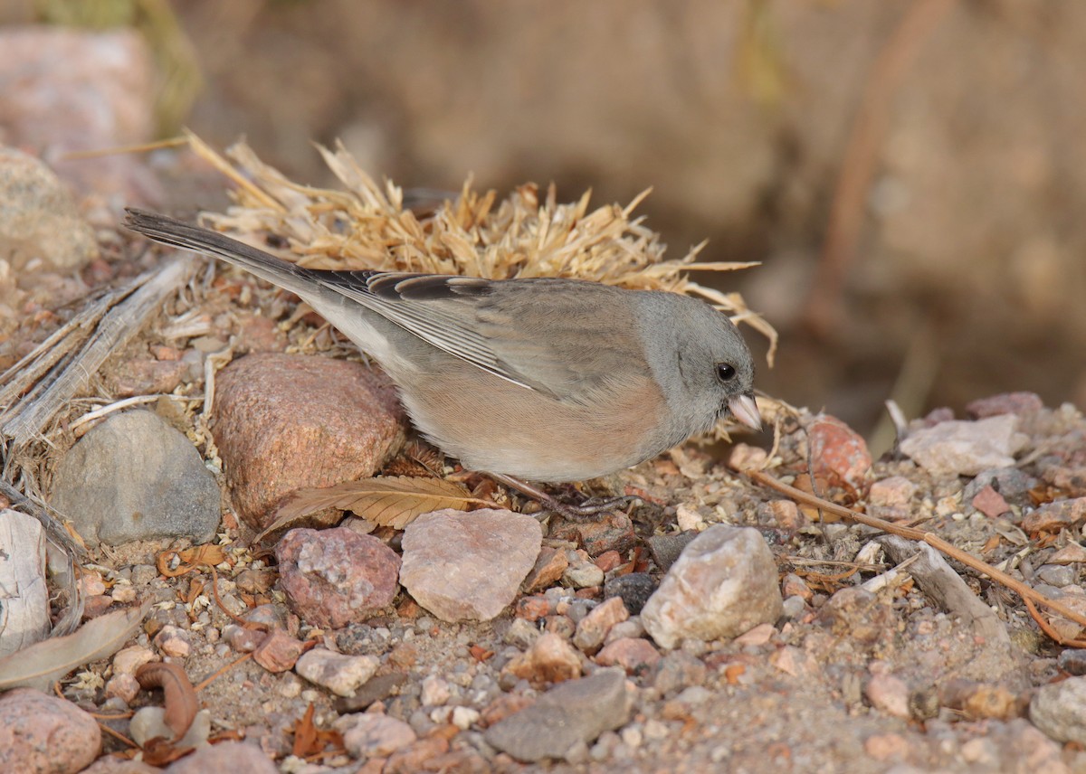 Dark-eyed Junco (Pink-sided) - ML611484423