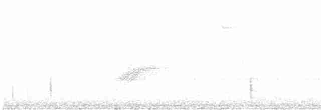 Белобровая овсянка (leucophrys) - ML611485015