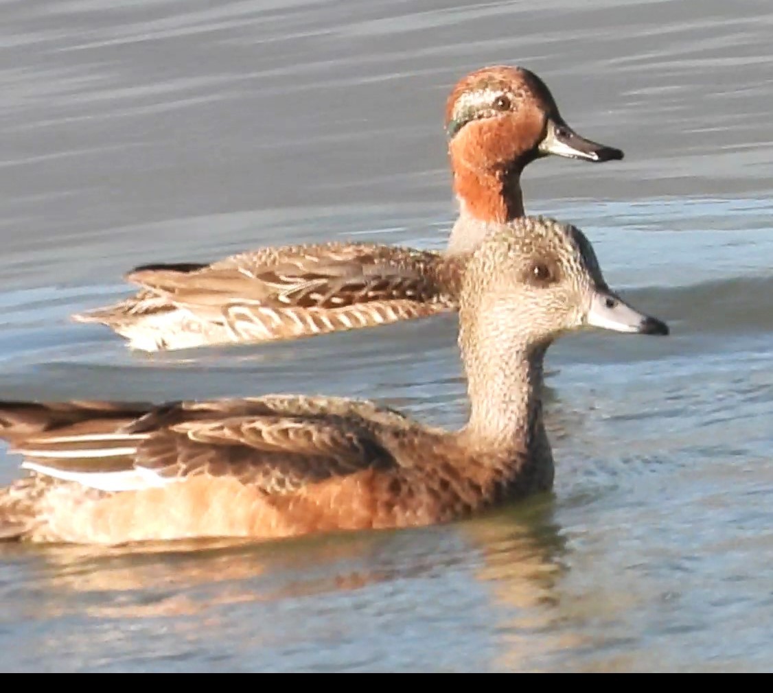 Green-winged Teal - ML611485095