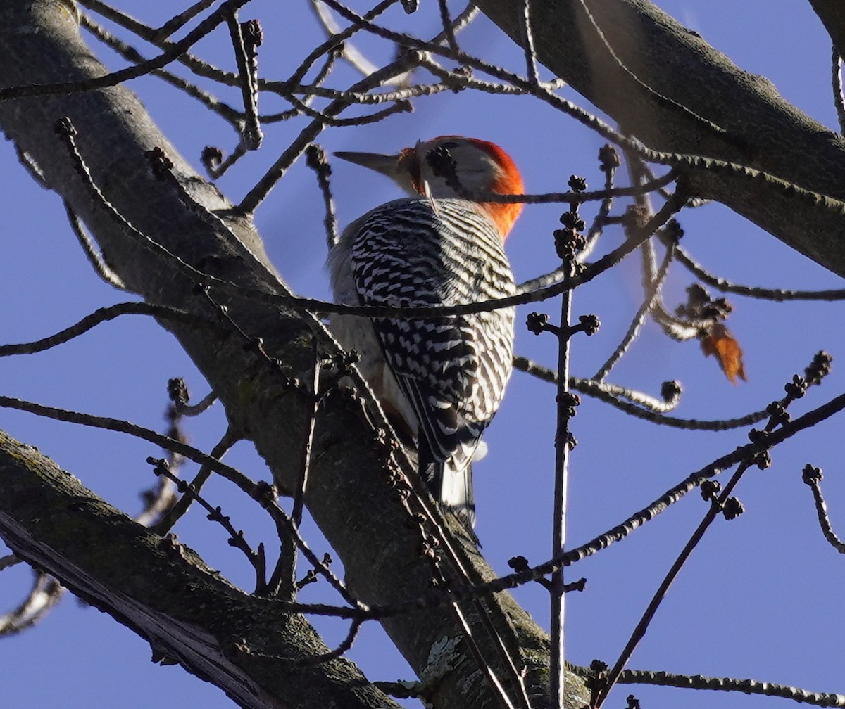 Red-bellied Woodpecker - ML611485229