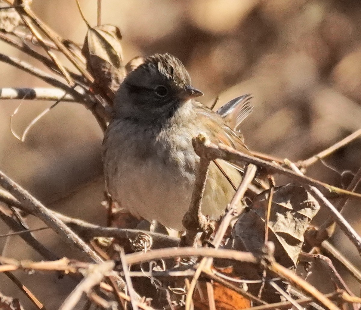 Swamp Sparrow - ML611485247