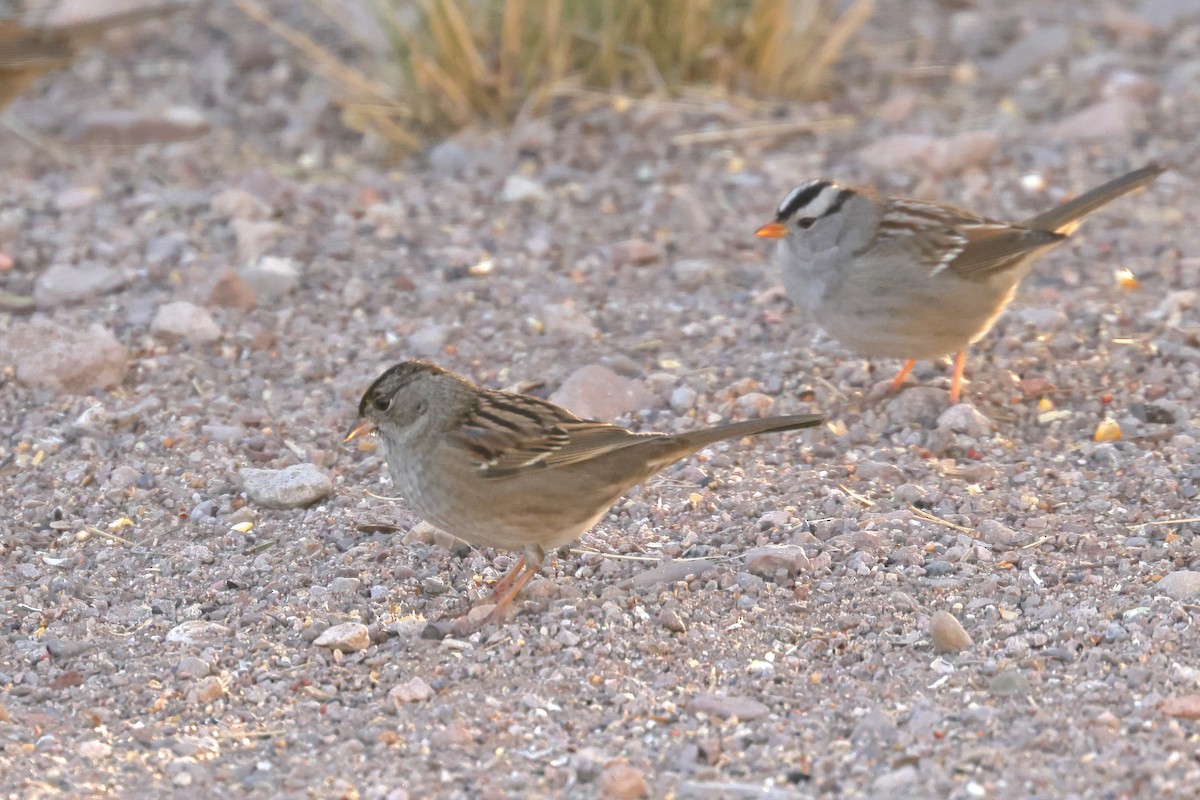 Golden-crowned Sparrow - ML611485255
