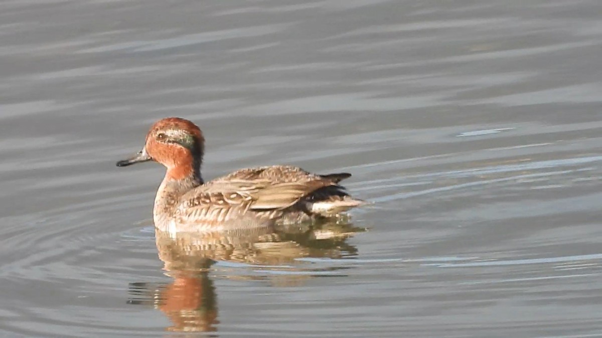 Green-winged Teal - ML611485263