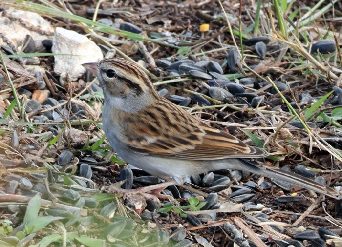 Chipping Sparrow - ML611485444
