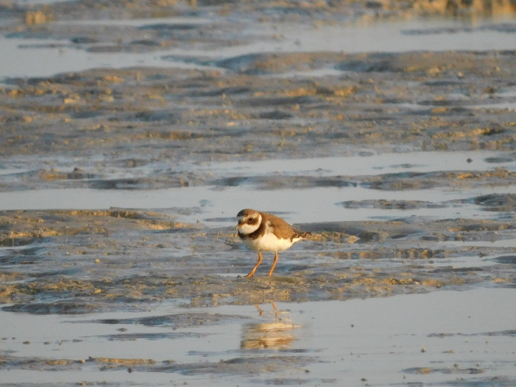 Common Ringed Plover - ML611485480