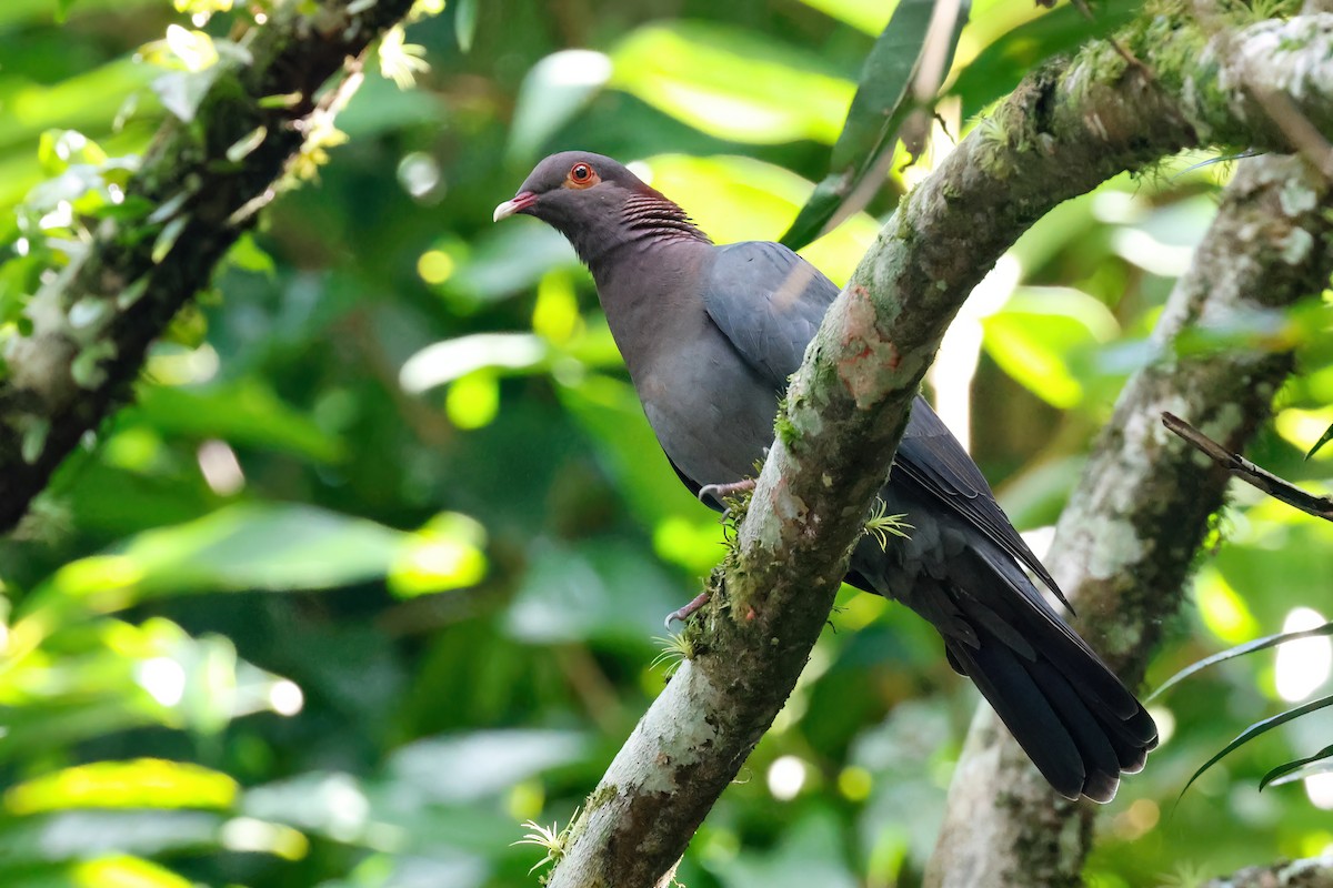 Scaly-naped Pigeon - ML611485698