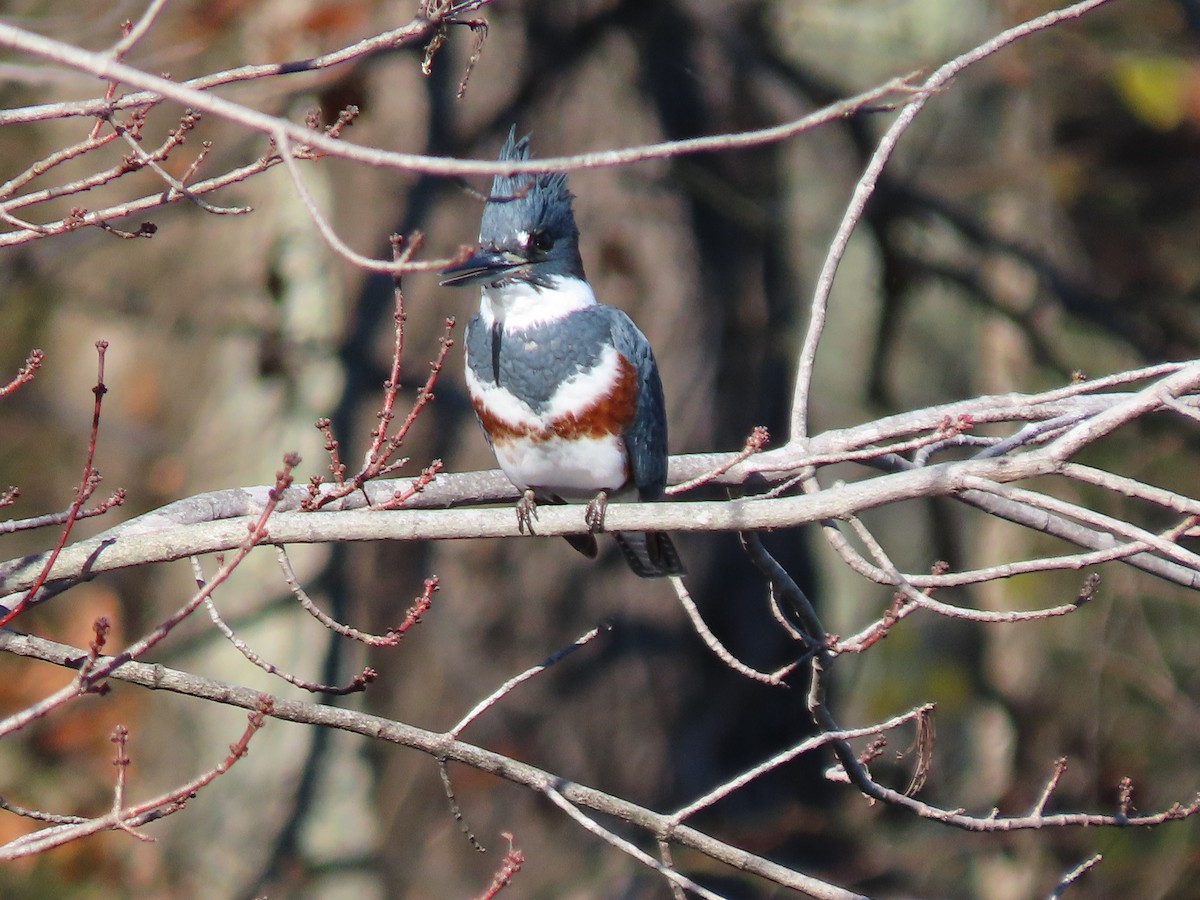 Belted Kingfisher - ML611485731