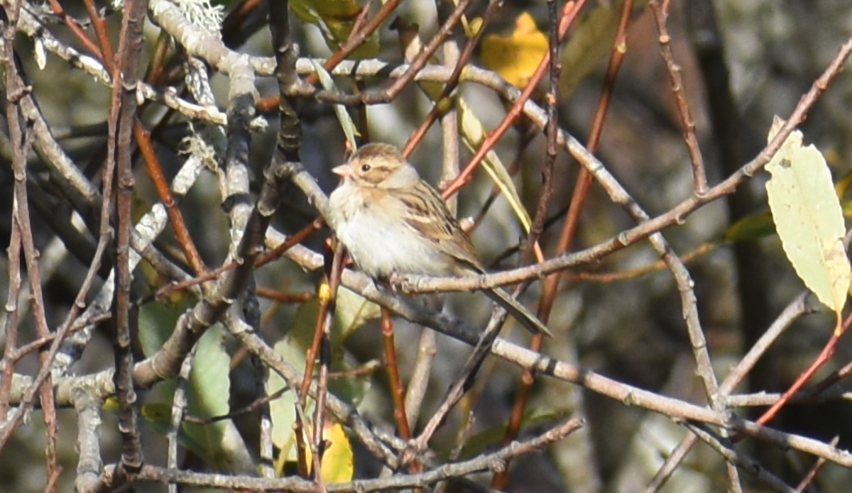Clay-colored Sparrow - ML611485849