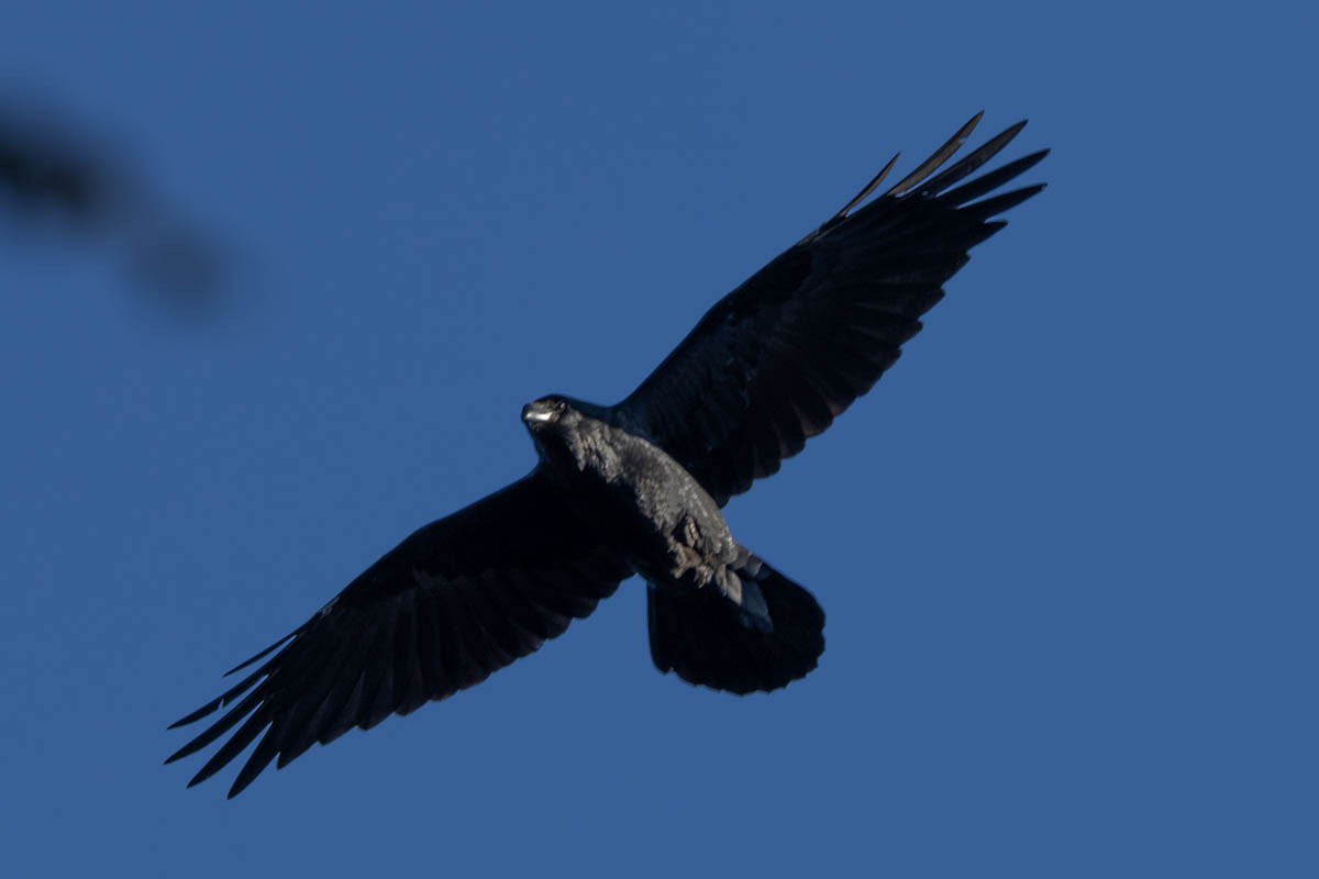 Common Raven - ML611486781