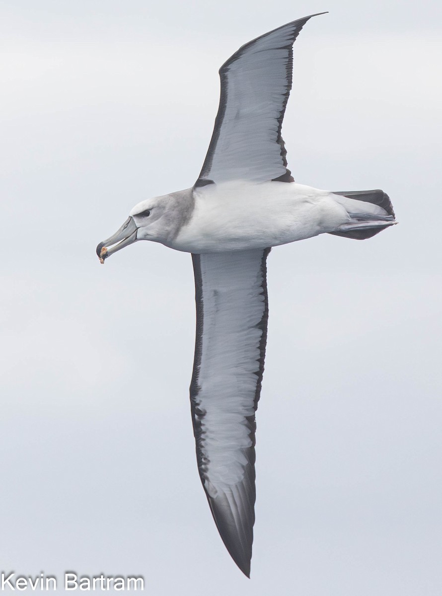 White-capped Albatross (cauta) - ML611486825