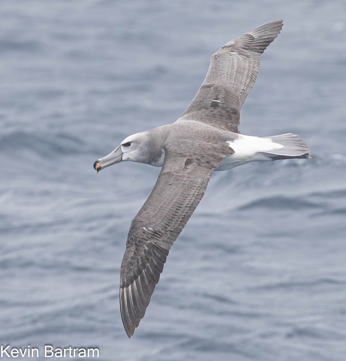 White-capped Albatross (cauta) - ML611486826
