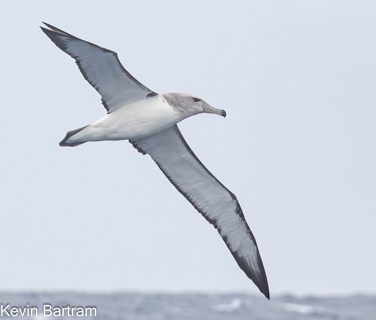 White-capped Albatross (cauta) - ML611486830