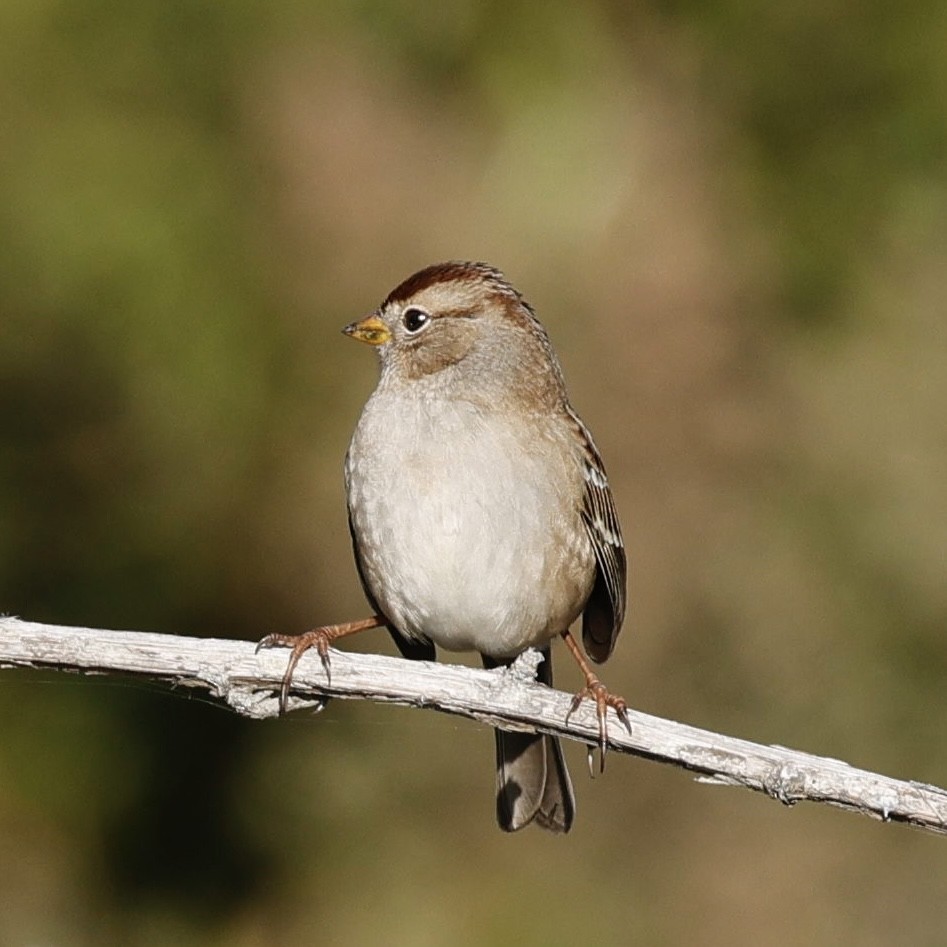 White-crowned Sparrow - ML611486922