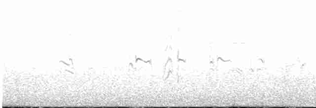 Antillenseeschwalbe - ML611487303