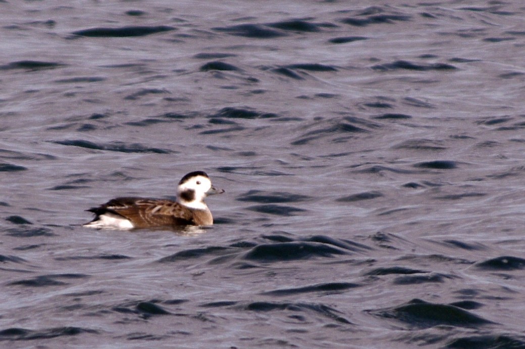 Long-tailed Duck - ML611487404