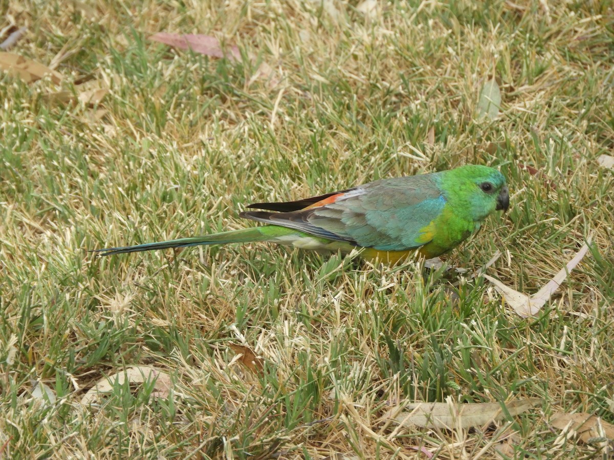 Red-rumped Parrot - ML611487446