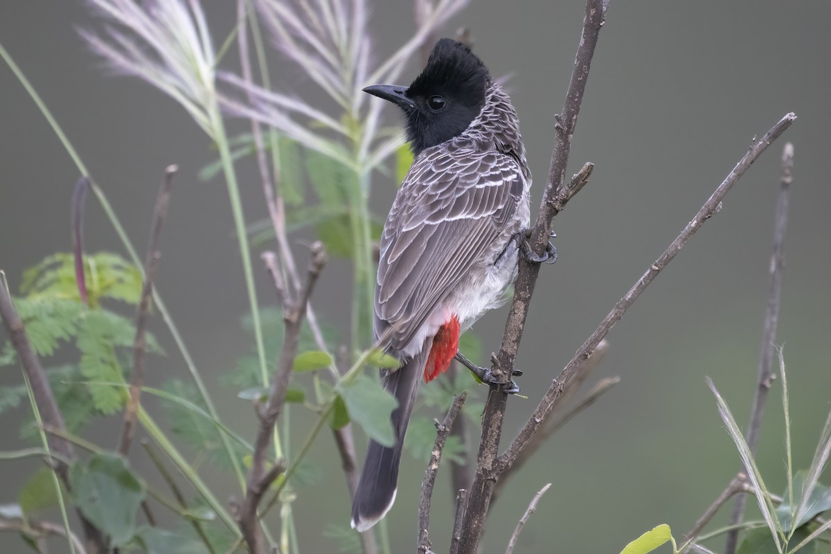 Red-vented Bulbul - ML611487584