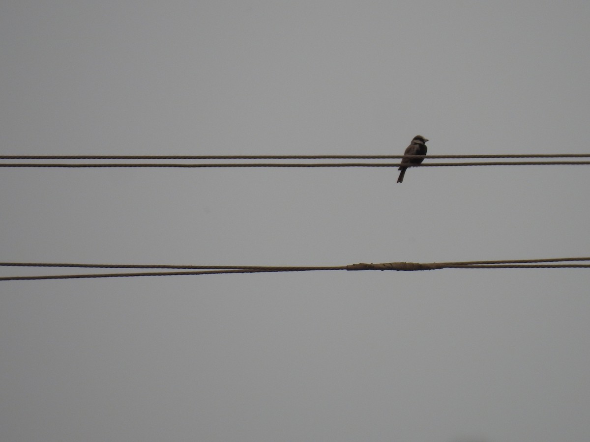Ashy-crowned Sparrow-Lark - ML611487820