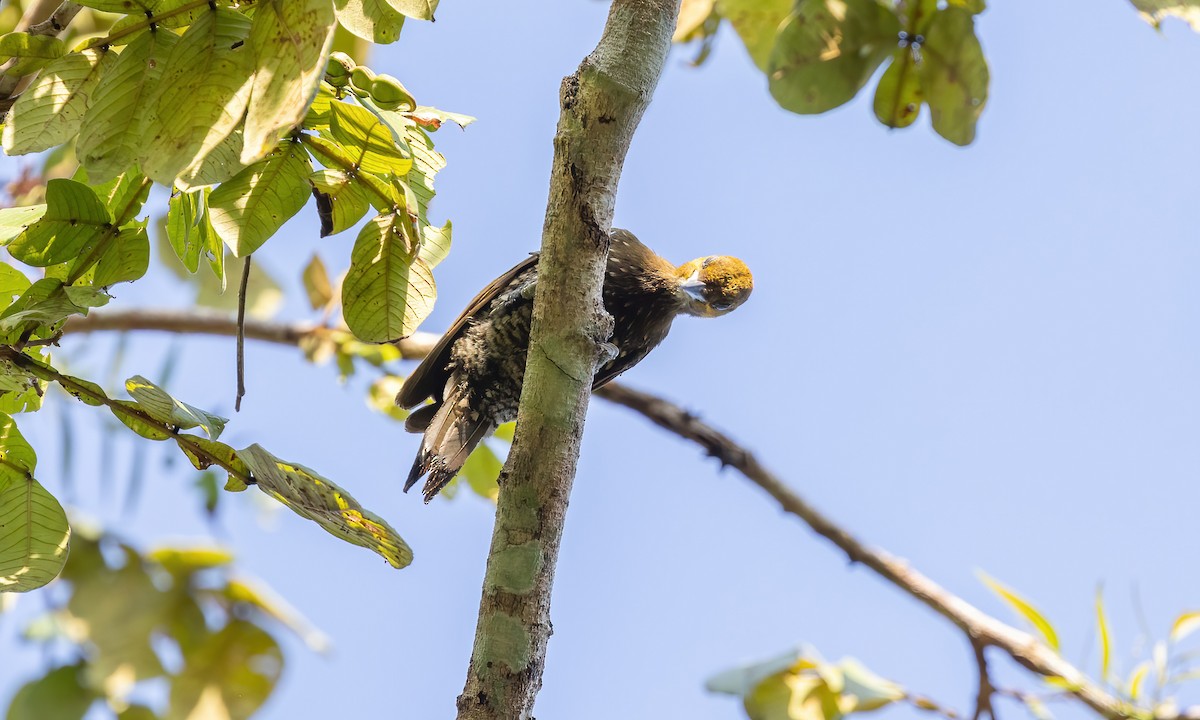 White-throated Woodpecker - ML611487834