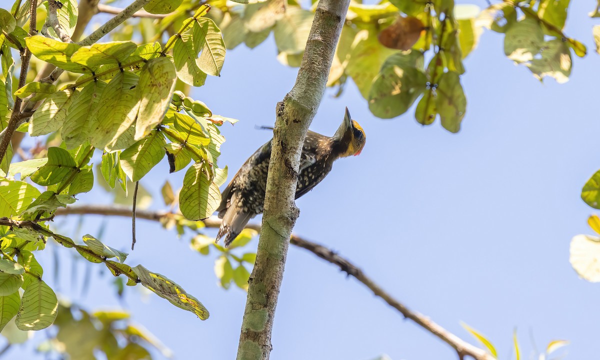 White-throated Woodpecker - Paul Fenwick