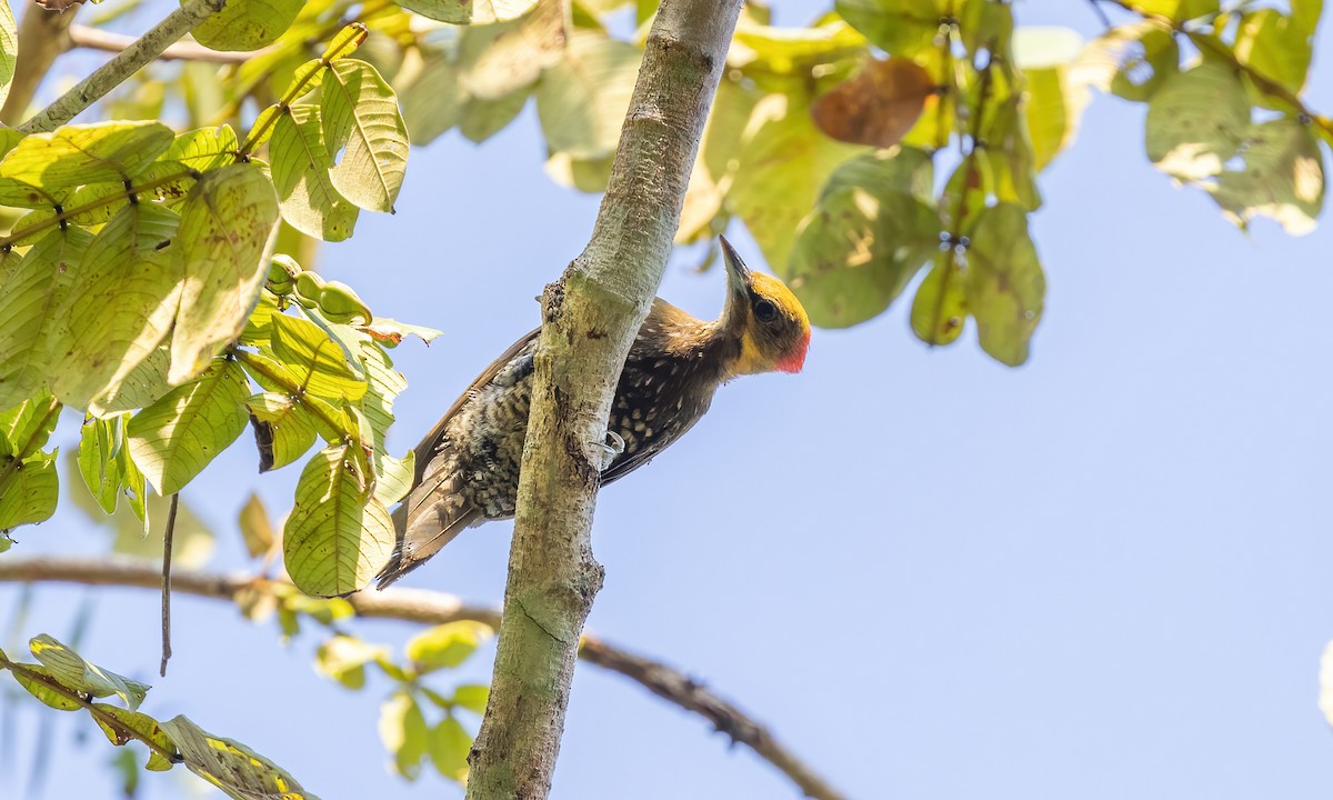 White-throated Woodpecker - ML611487837