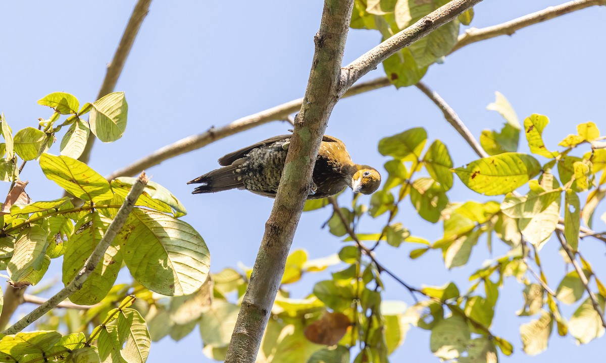 White-throated Woodpecker - ML611487838