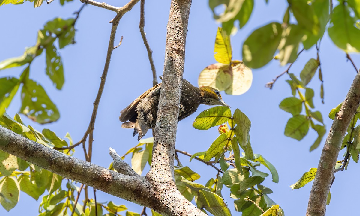 White-throated Woodpecker - ML611487841