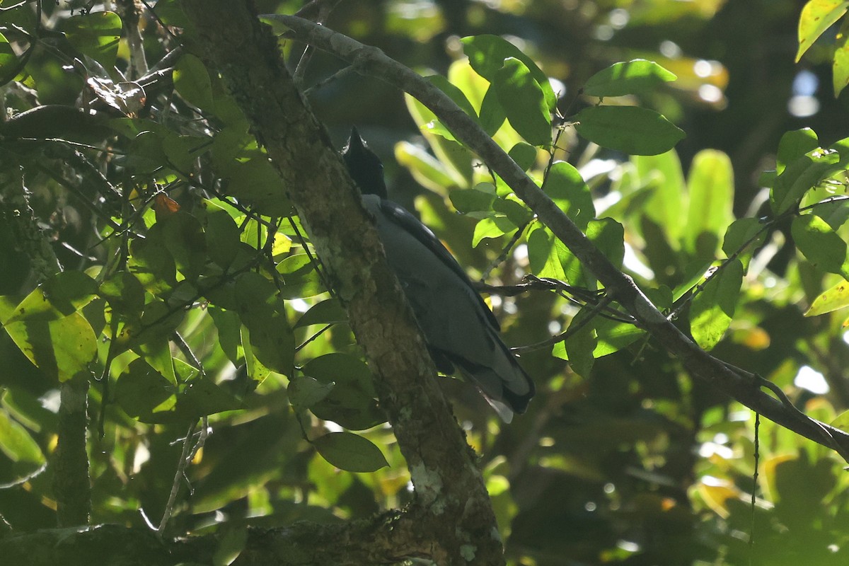 Madagascar Cuckooshrike - Daniel Engelbrecht - Birding Ecotours