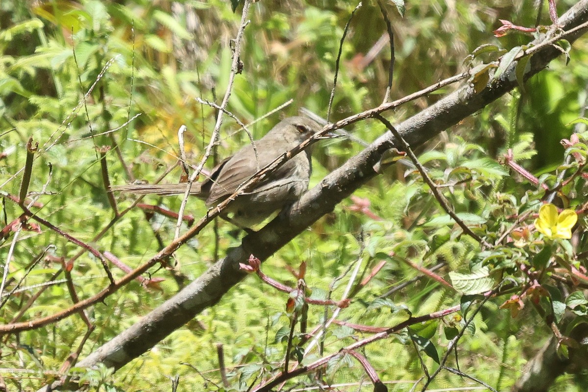 Madagascar Swamp Warbler - ML611487887