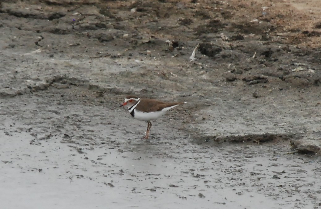 Three-banded Plover - ML611488176