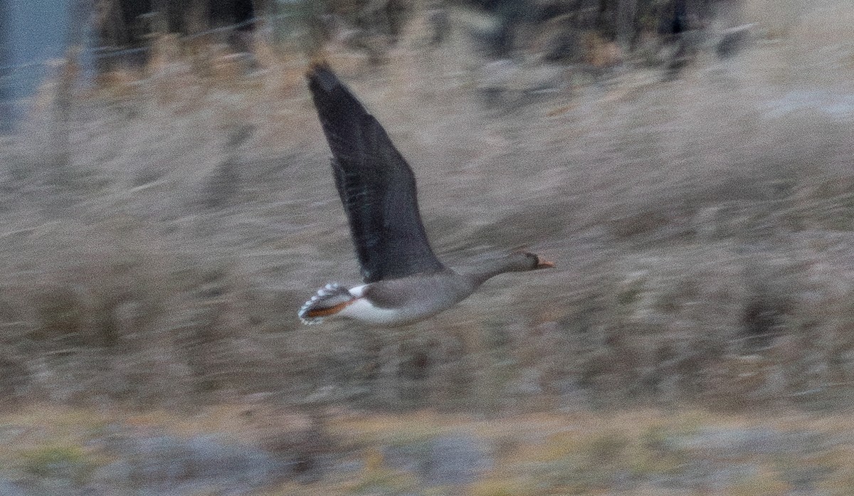 Greater White-fronted Goose - ML611488215