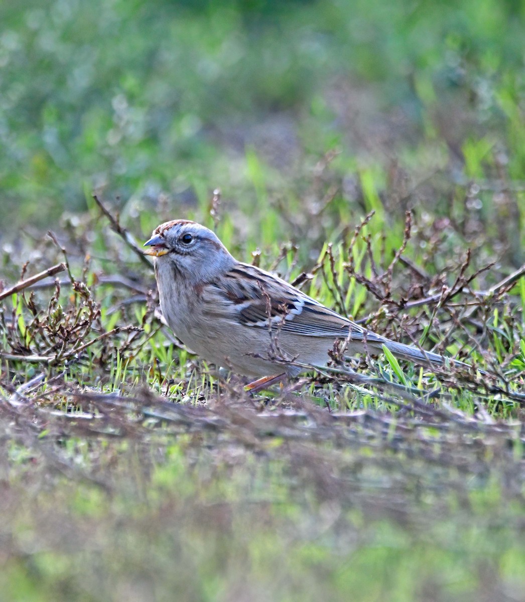 American Tree Sparrow - ML611488419