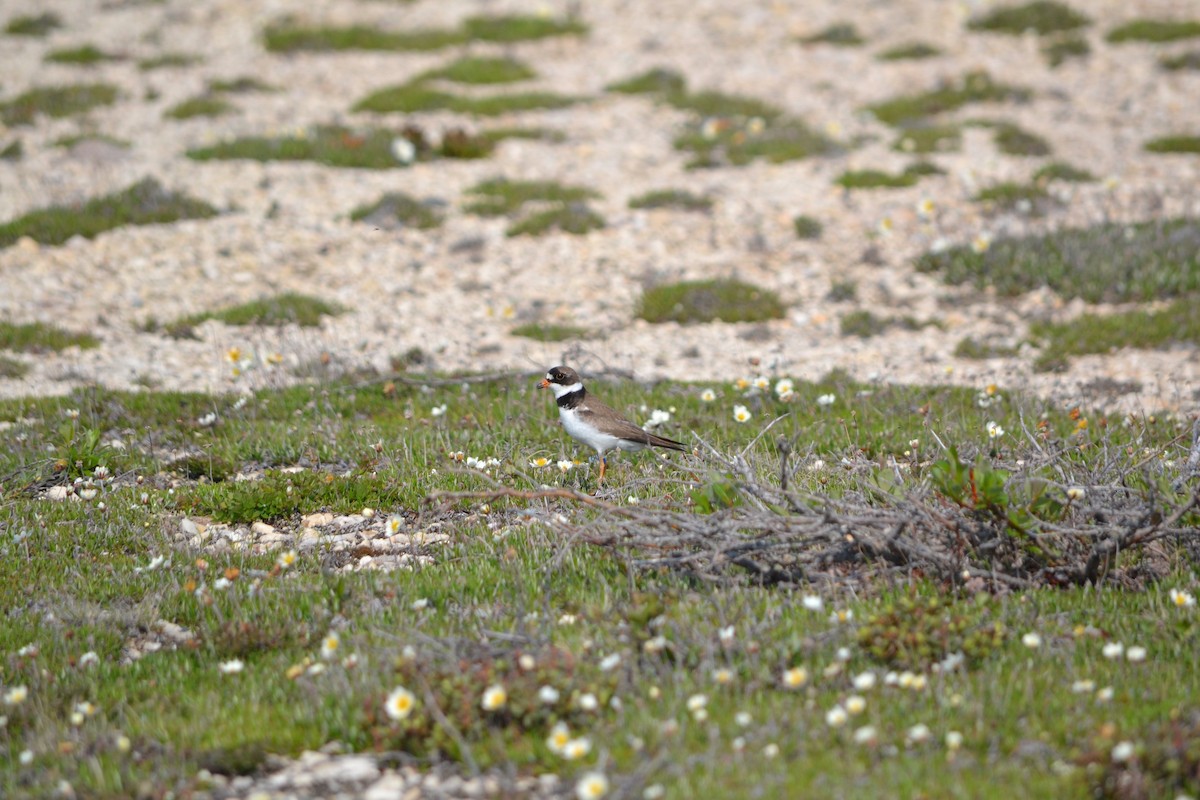 Semipalmated Plover - ML611488558