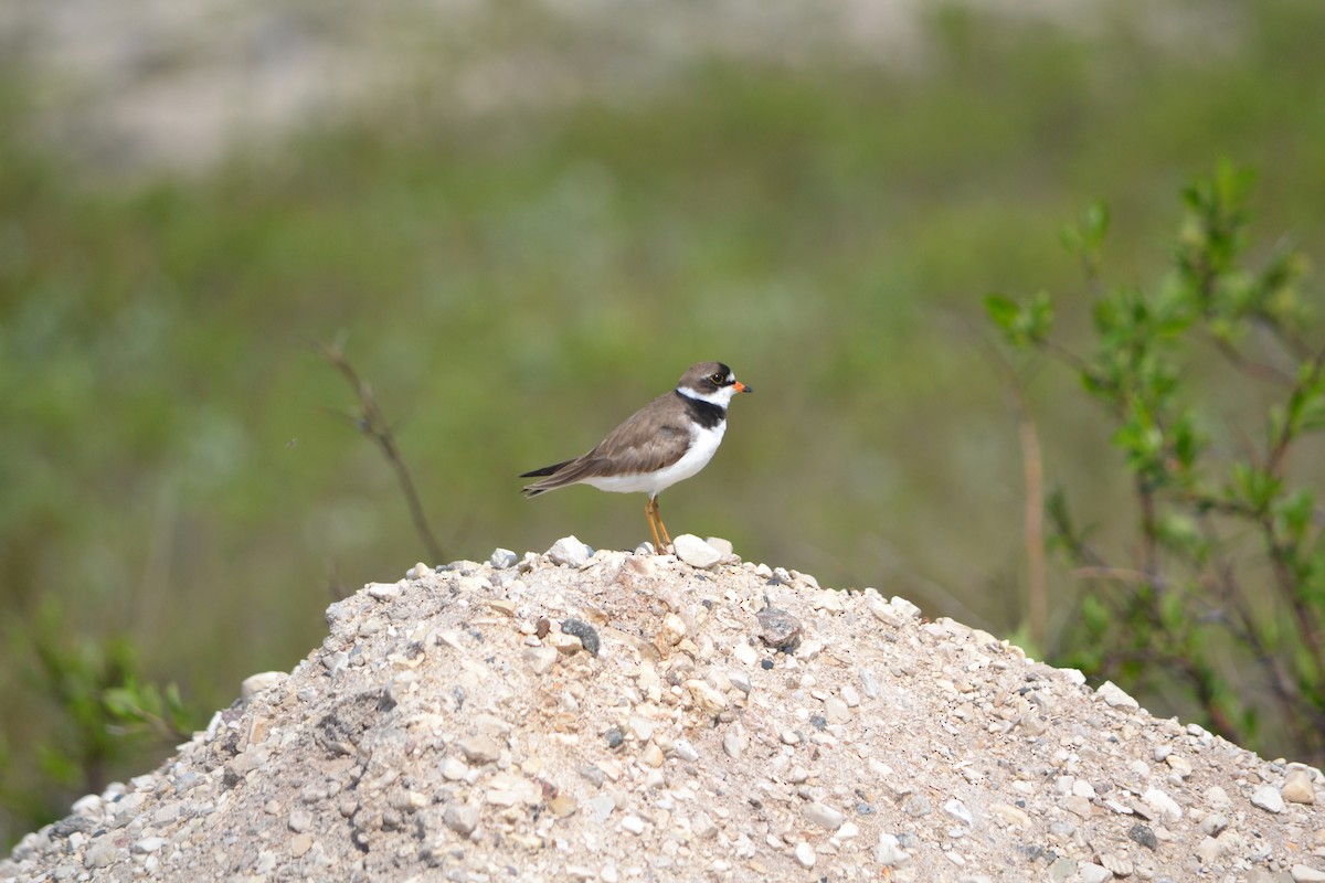 Semipalmated Plover - ML611488563