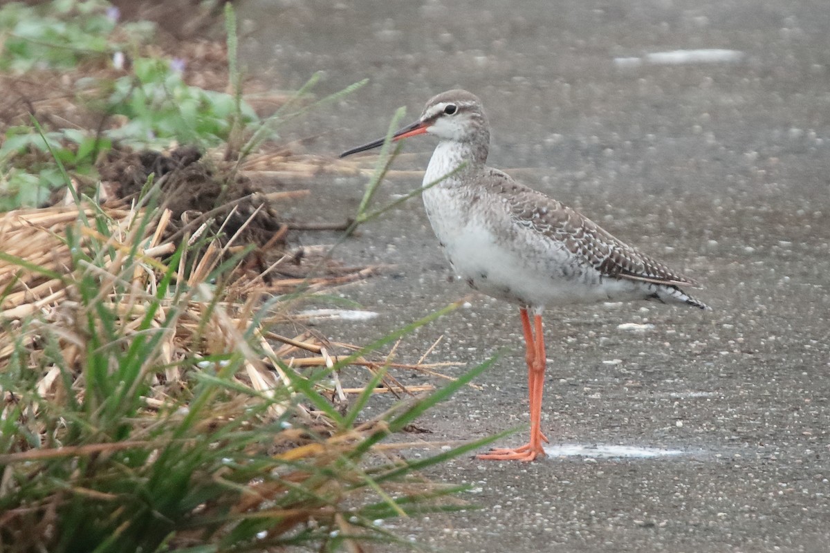 Spotted Redshank - ML611488580