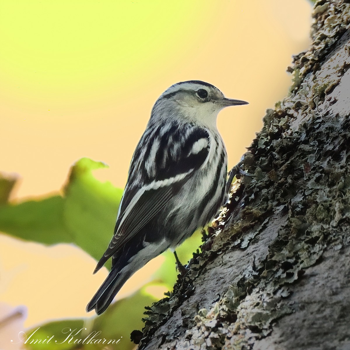 Black-and-white Warbler - ML611488589