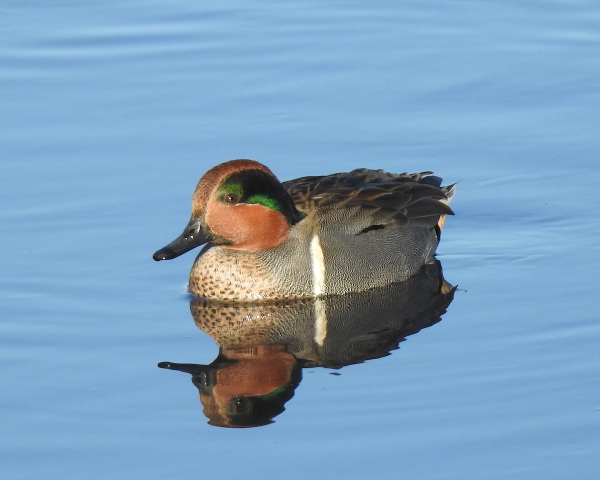 Green-winged Teal - ML611488705