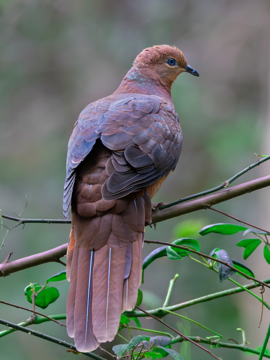 Brown Cuckoo-Dove - ML611488843