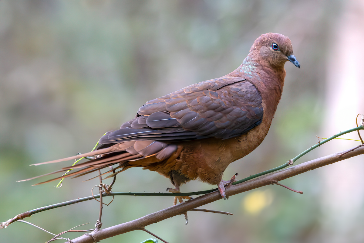 Brown Cuckoo-Dove - ML611488844