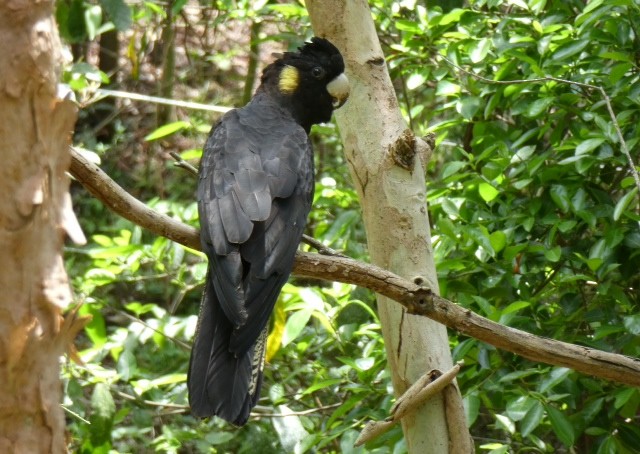 Yellow-tailed Black-Cockatoo - ML611488853