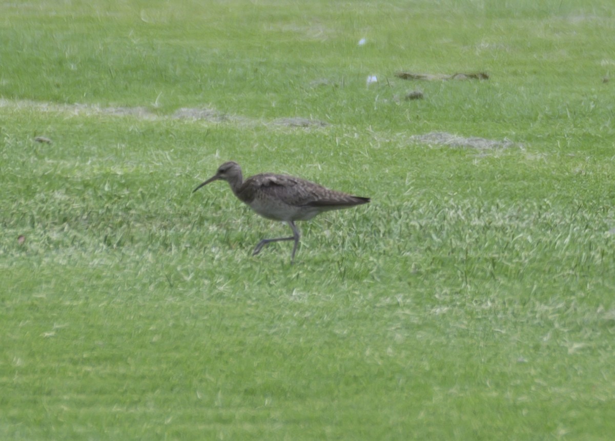 Little Curlew - ML611488932