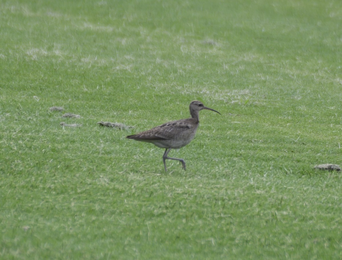 Little Curlew - ML611488933