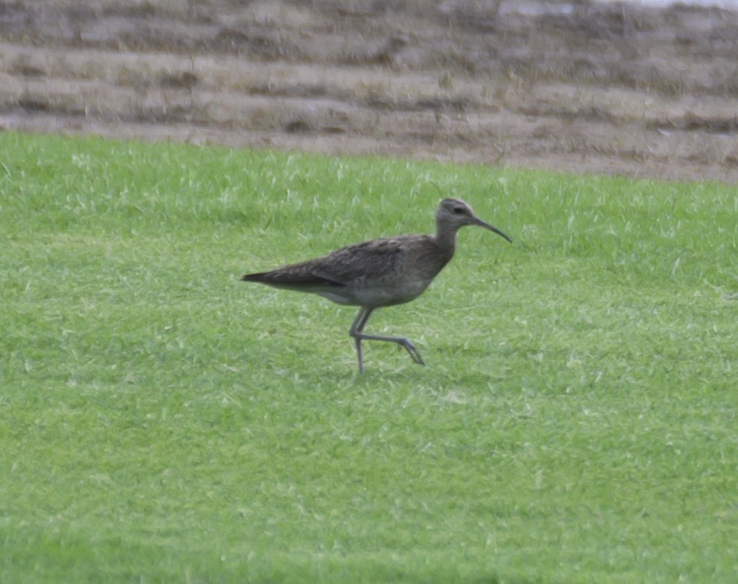 Little Curlew - ML611488935