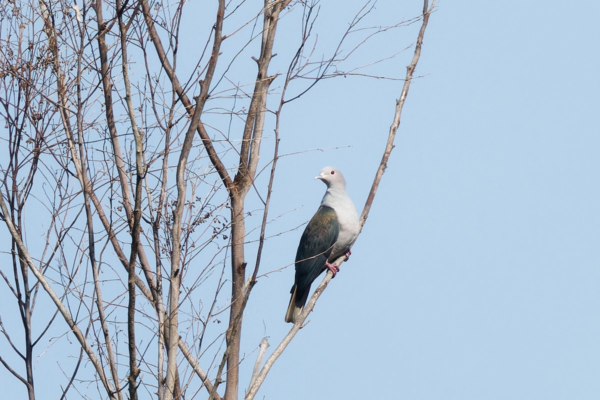Green Imperial-Pigeon - ML611489091